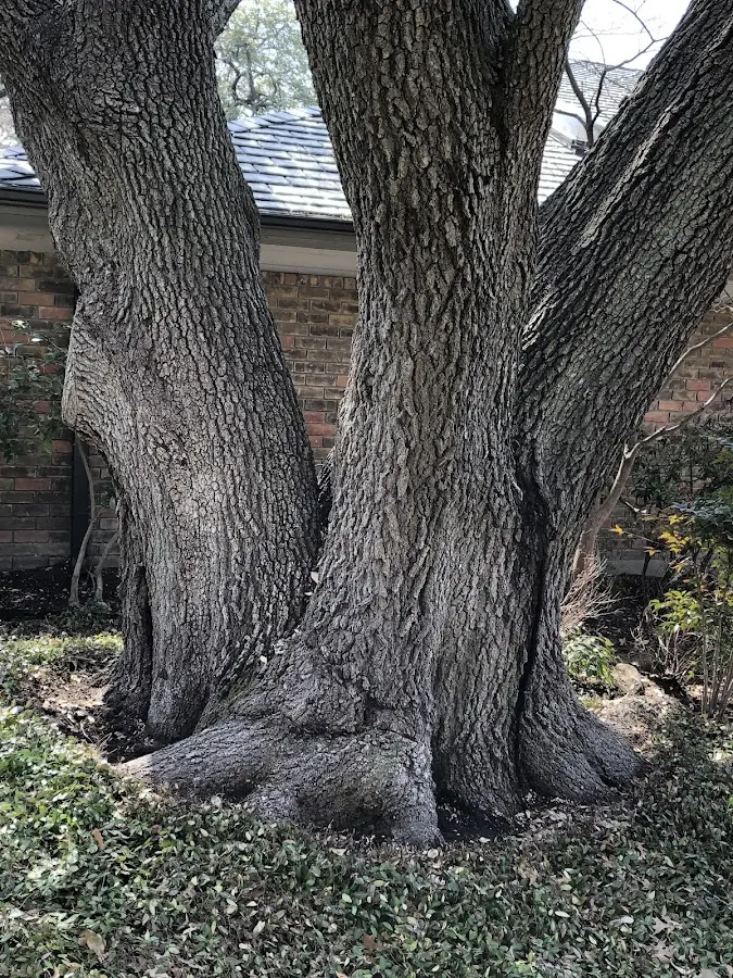 Mature heritage tree close to a Berkshire property cared for by certified arborists
